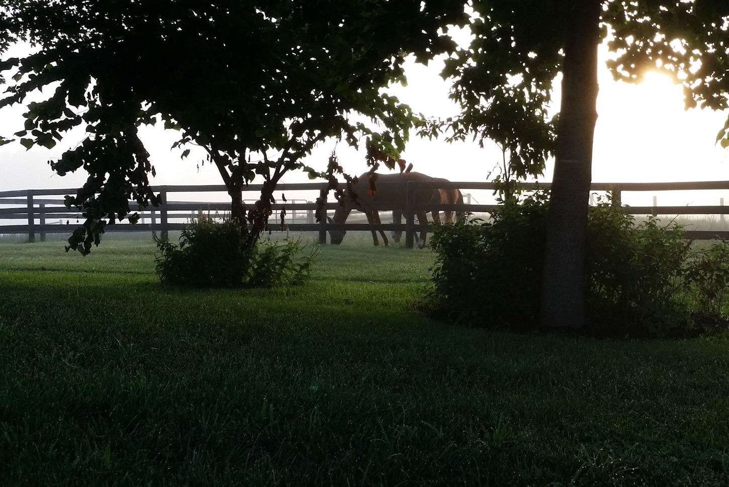 Horse grazing on a summer morning